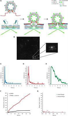 Alpha-Synuclein Continues to Enhance SNARE-Dependent Vesicle Docking at Exorbitant Concentrations